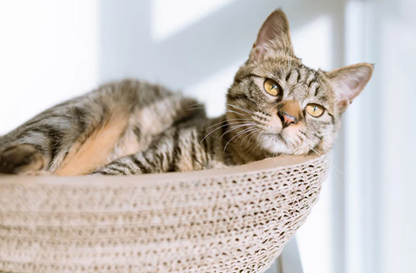 مع وجود الحيوانات الأليفة اللطيفة بجانبك، تصبح الحياة أكثر حلاوة!